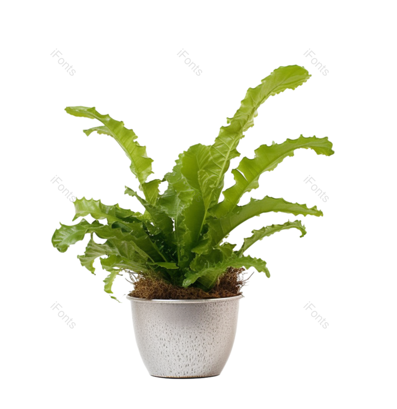 叶子图片,摄影元素,白色背景PNG,花盆免抠素材